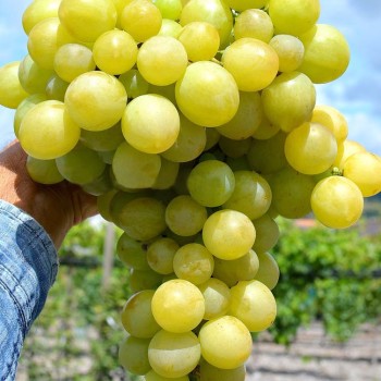 LIJA rezistentný stolový vinič