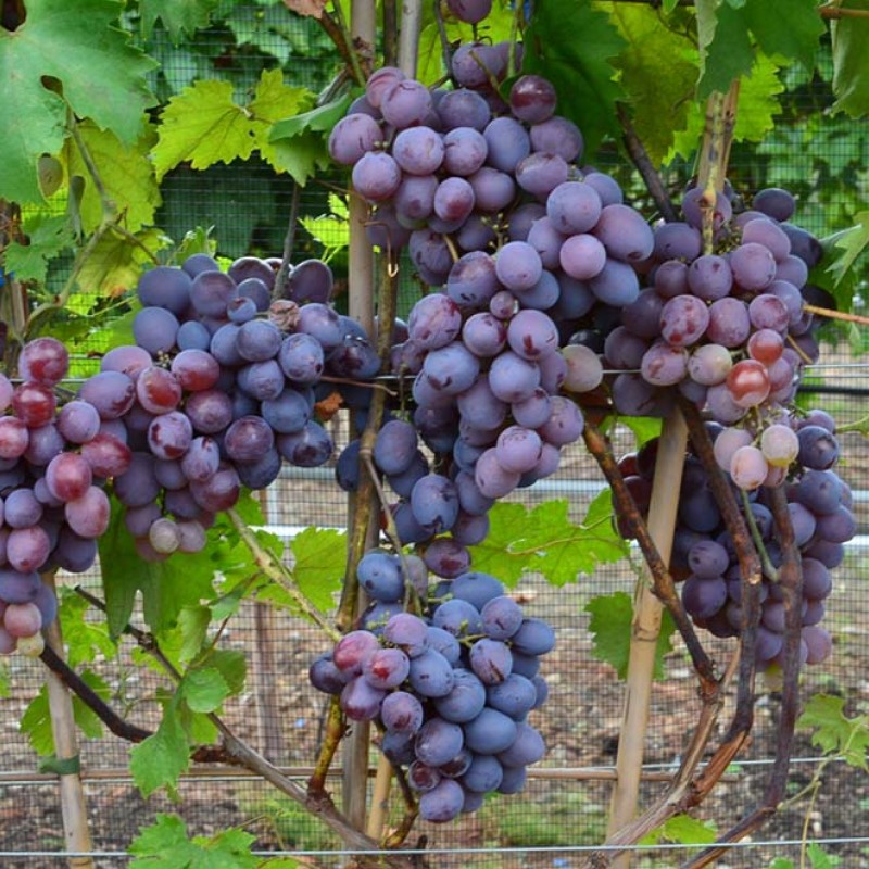 LIUX Table Grape Vine