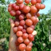 LIVIA container grown grape vine
