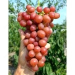 LIVIA container grown grape vine