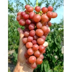 Very Early Season Pink and Red Table Grapes