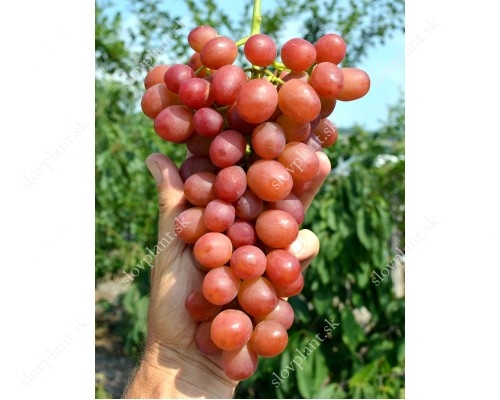 LIVIA container grown grape vine