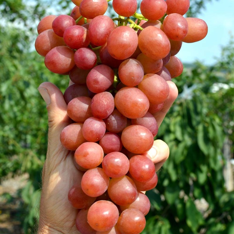 LIVIA container grown grape vine