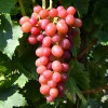 LIVIA container grown grape vine