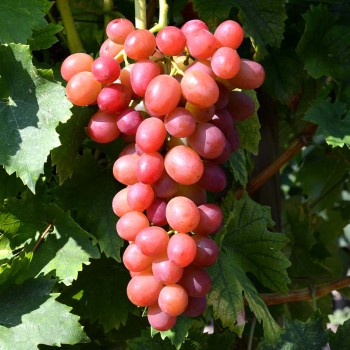 LIVIJA rezistentný stolový vinič