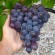 Grapevine breeding for resistance to diseases