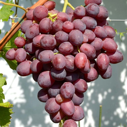 MARSELO rezistentný stolový vinič