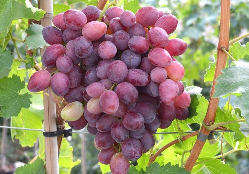 Ako zistím ktorá odroda viniča je vhodná do mojej lokality?