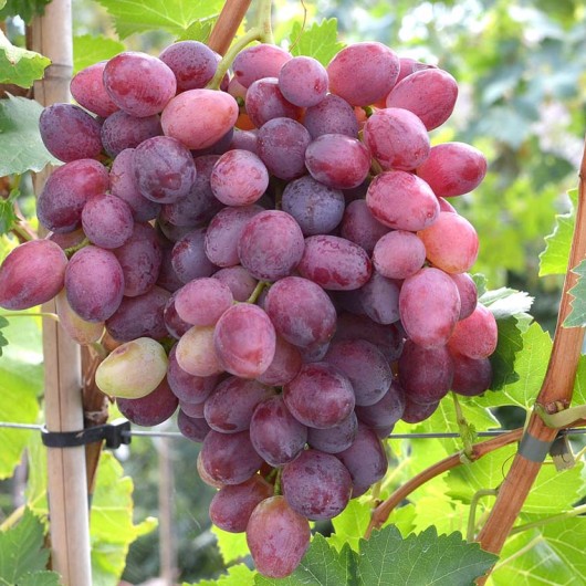 MARSELO rezistentný stolový vinič