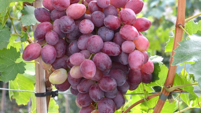 Ako zistím ktorá odroda viniča je vhodná do mojej lokality?