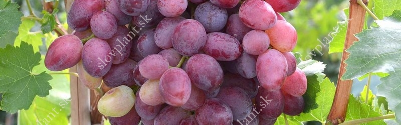 How do I know which grape varieties are suitable for my climate?