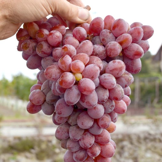 MELITOPOĽSKIJ KRASNYJ rezistentný stolový vinič