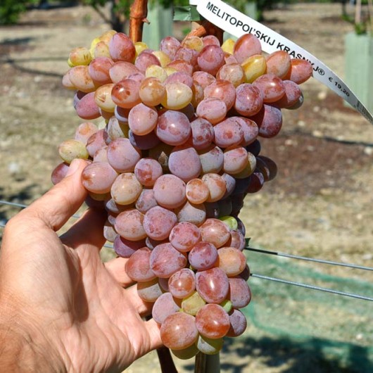 MELITOPOĽSKIJ KRASNYJ rezistentný stolový vinič