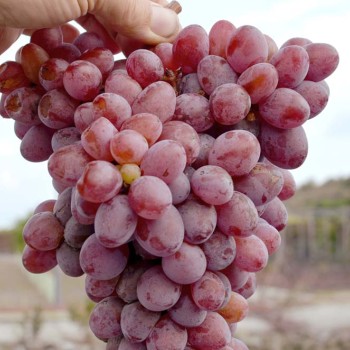 MELITOPOĽSKIJ KRASNYJ rezistentný stolový vinič