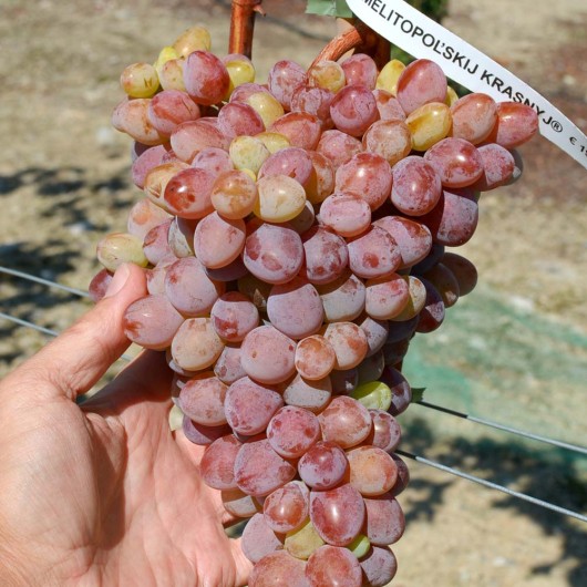 MELITOPOĽSKIJ KRASNYJ rezistentný stolový vinič