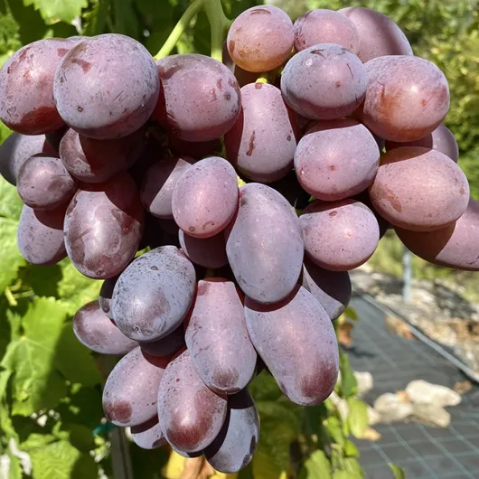 Nadežda Ukrajiny rezistentný stolový vinič