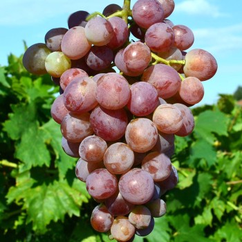 Nimrang stolový vinič