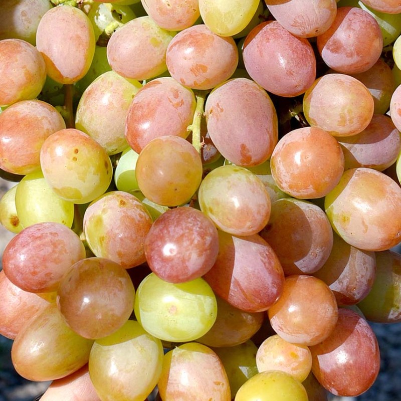 Ninel Table Grape Vine