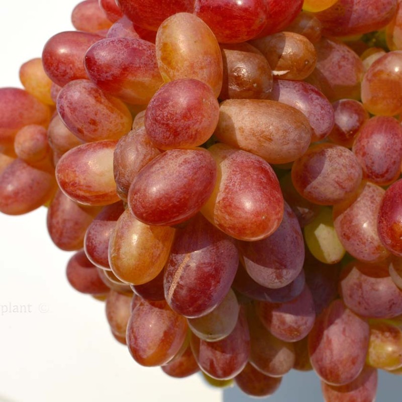 Nistru Table Grape Vine