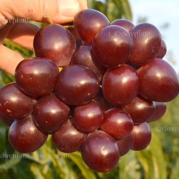 NIZINA rezistentný stolový vinič