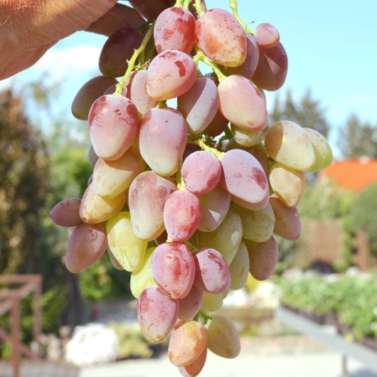 NOWY WOSTORG KRASNY Tafeltraube