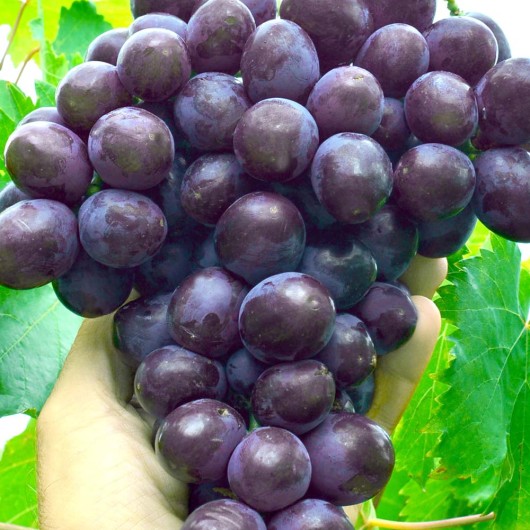 OLIMP rezistentný stolový vinič