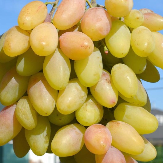 Original Table Grape Vine