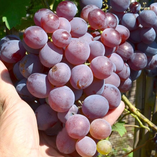 PAMJATI CHIRURGA Tafeltraube