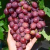 PAMYATI UCHITELYA bare-root grafted table grapevine