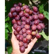 Ultra Early Season Pink and Red Table Grapes