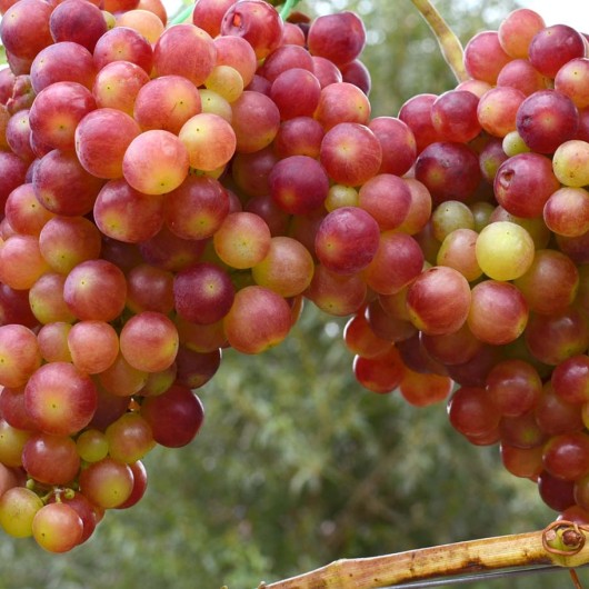 Parkentskij Rozovyj stolový vinič