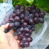 PODAROK NESVETAYA bare-root grafted table grapevine