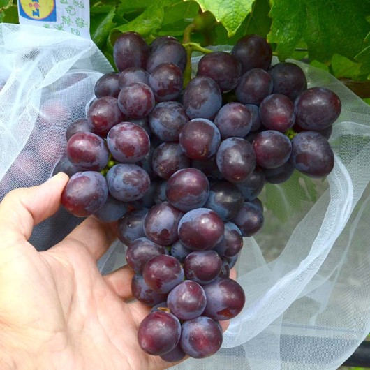 PODAROK NESVETAJA Tafelrebe