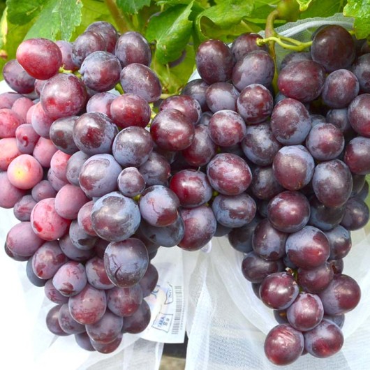 PODAROK NESVETAJA Tafelrebe