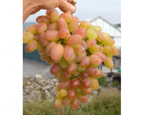PREOBRAZHENIE container grown grape vine