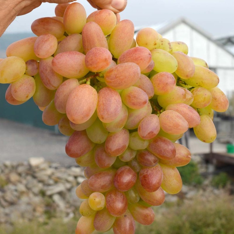PREOBRAZHENIE container grown grape vine