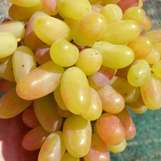 Rizamat stolový vinič