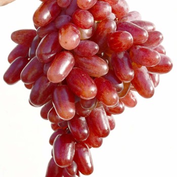 Rizamat Ustojčivyj rezistentný stolový vinič