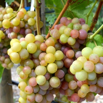 RUMBA rezistentný stolový vinič