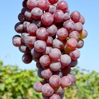 SAŠENKA LEONOVA rezistentný stolový vinič