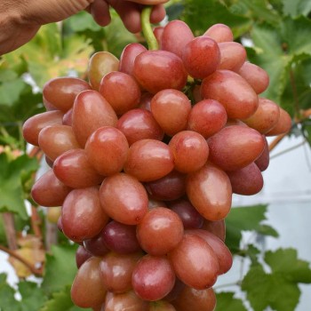 Slava Moldavii rezistentný stolový vinič