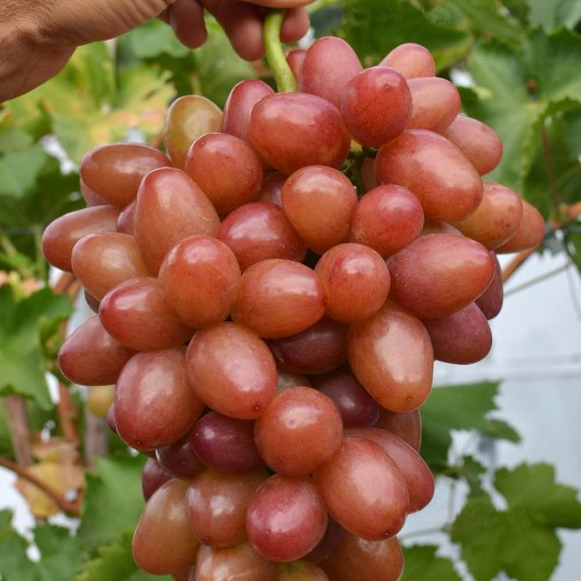 Slava Moldavii rezistentný stolový vinič