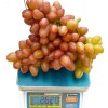 SOPHIA container grown grape vine