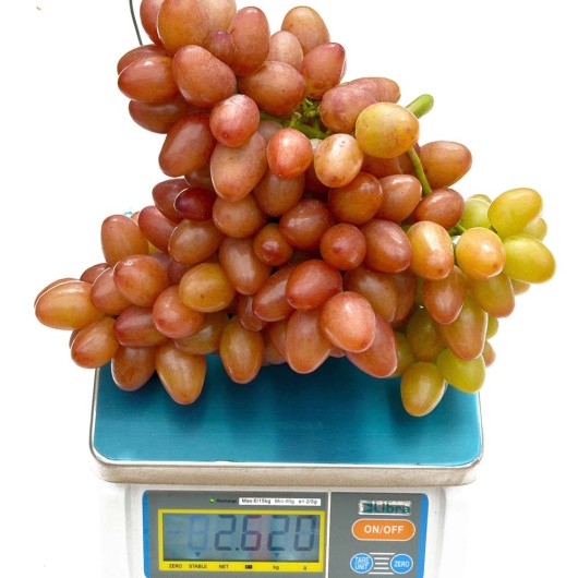 SOPHIA Table Grape Vine