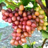 SOPHIA container grown grape vine