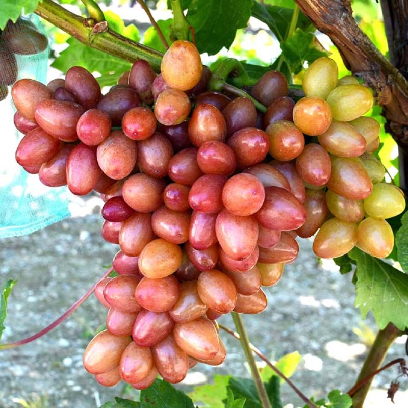 SOPHIA container grown grape vine