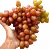SOPHIA container grown grape vine