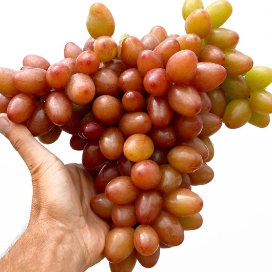 SOPHIA Table Grape Vine