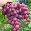 TALDUN bare-root grafted table grapevine