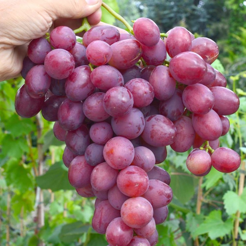 TALDUN bare-root grafted table grapevine